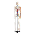 Esqueleto de 85cm con nervios y vasos sanguíneos